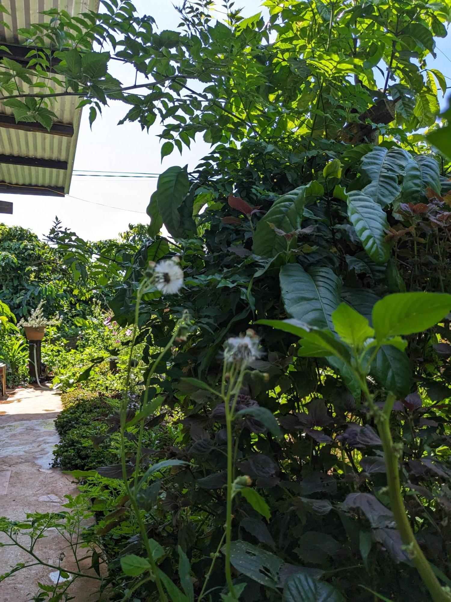 Ivy Coffee Farm - Garden House Apartment Duc Trong Ngoại thất bức ảnh