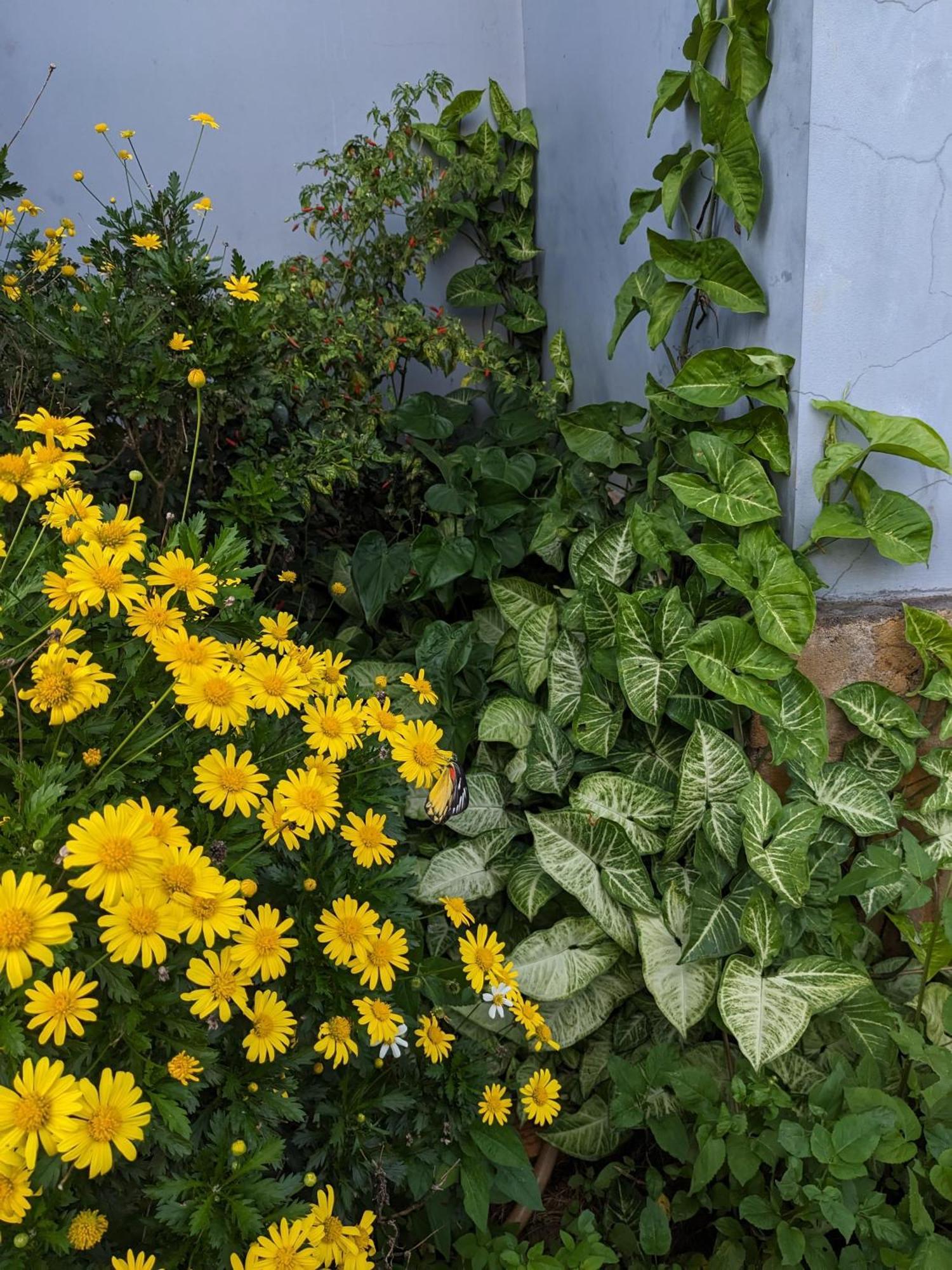 Ivy Coffee Farm - Garden House Apartment Duc Trong Ngoại thất bức ảnh